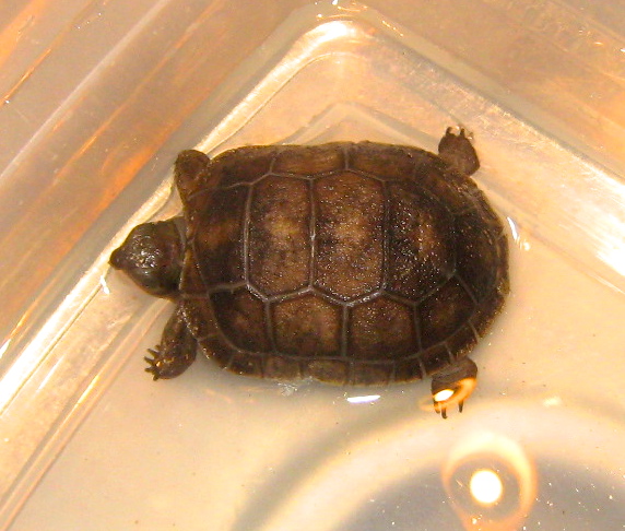 ALDABRA BREEDER