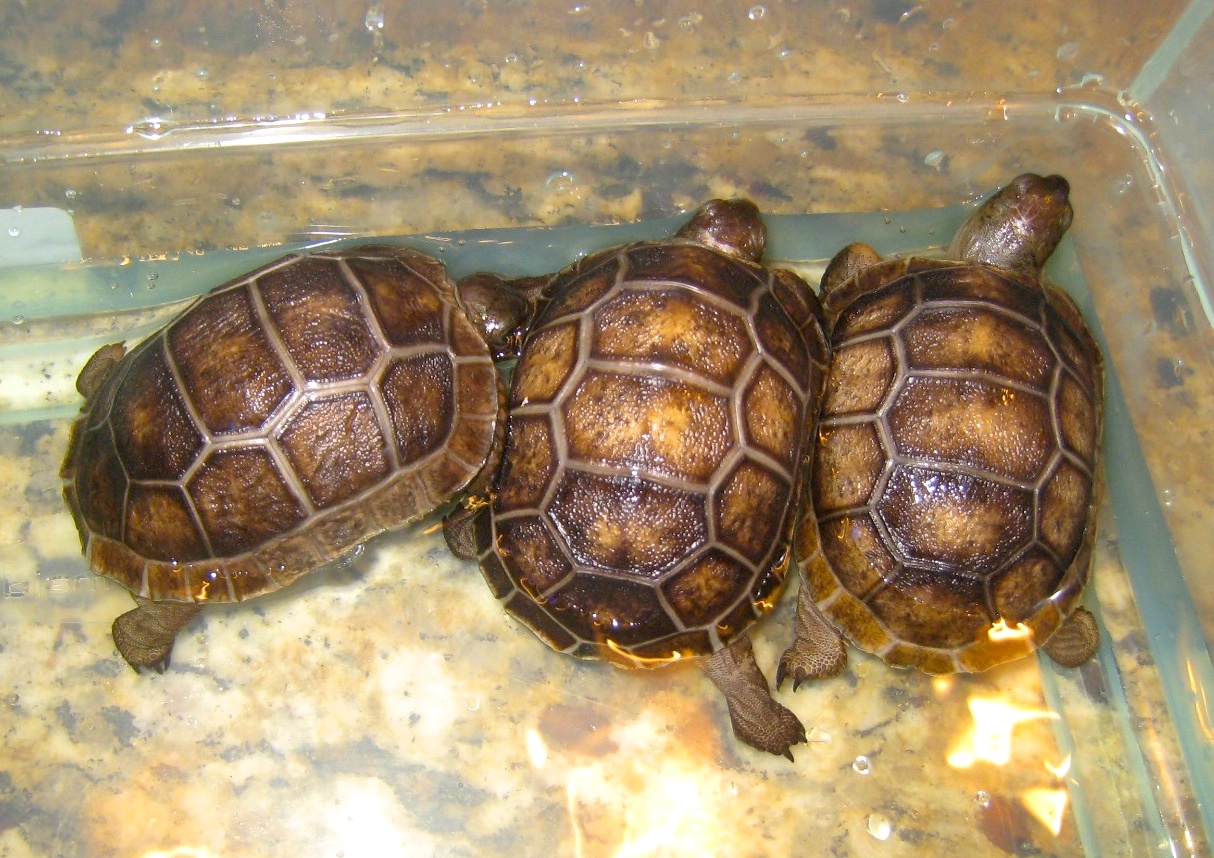 ALDABRA BREEDER