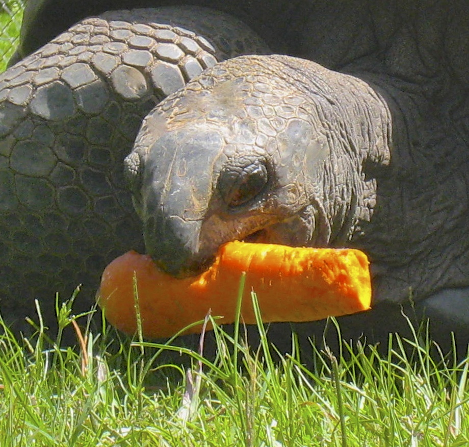 ALDABRA BREEDER