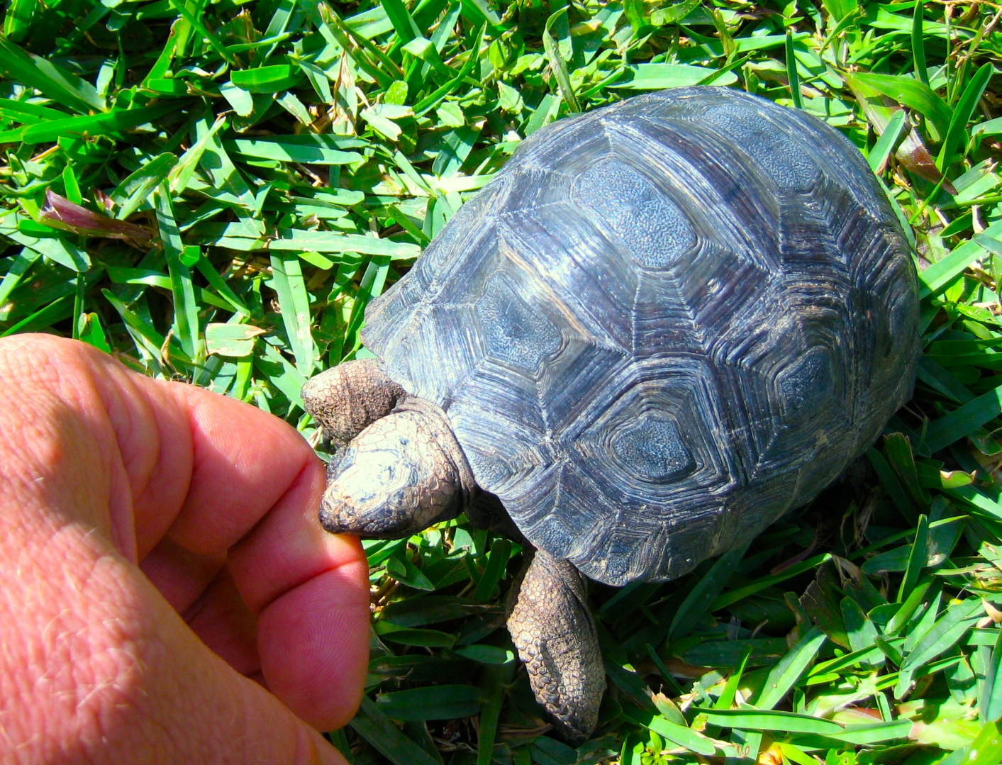 ALDABRA BREEDER