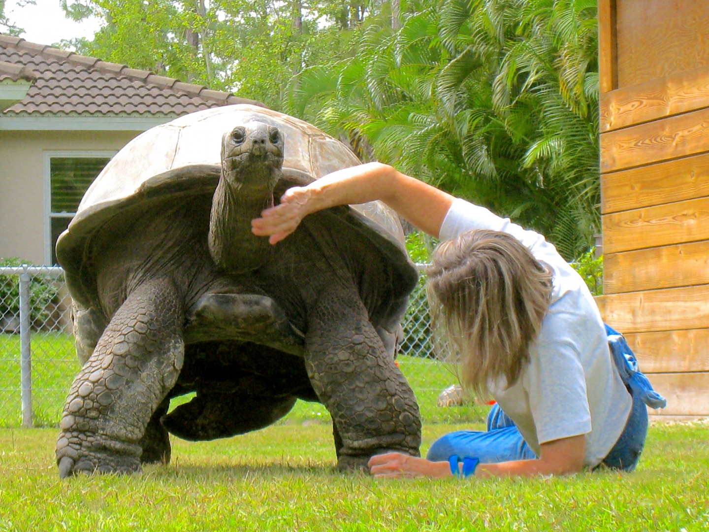 ALDABRA BREEDER