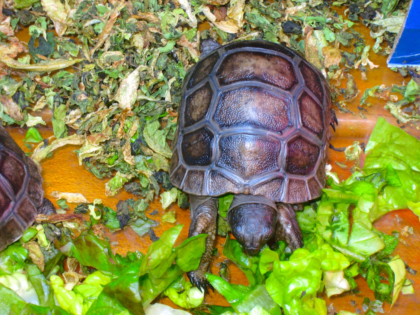 ALDABRA BREEDER