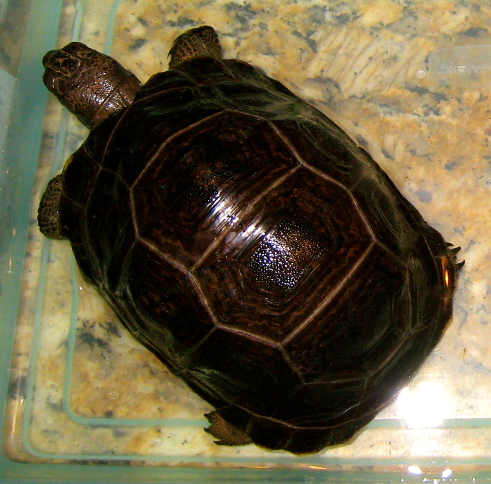 ALDABRA BREEDER