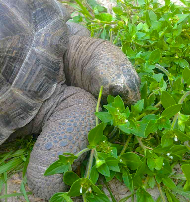 ALDABRA BREEDER