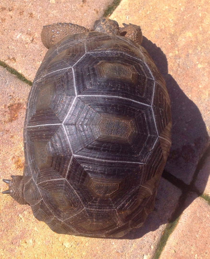 ALDABRA BREEDER