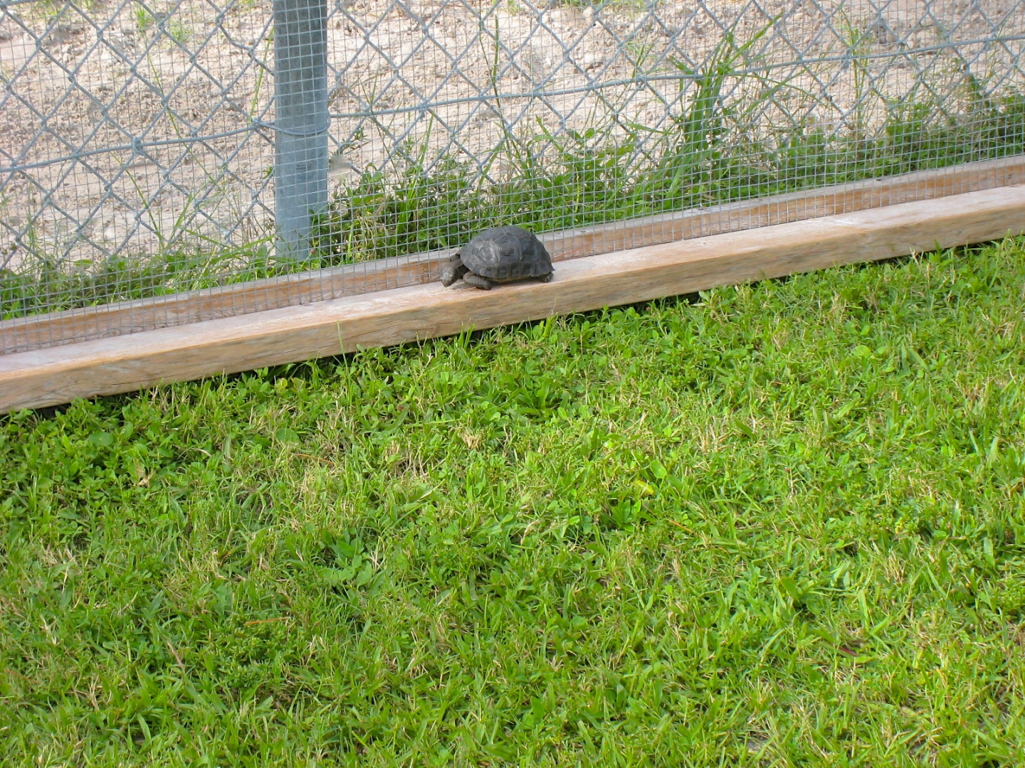 ALDABRA BREEDER