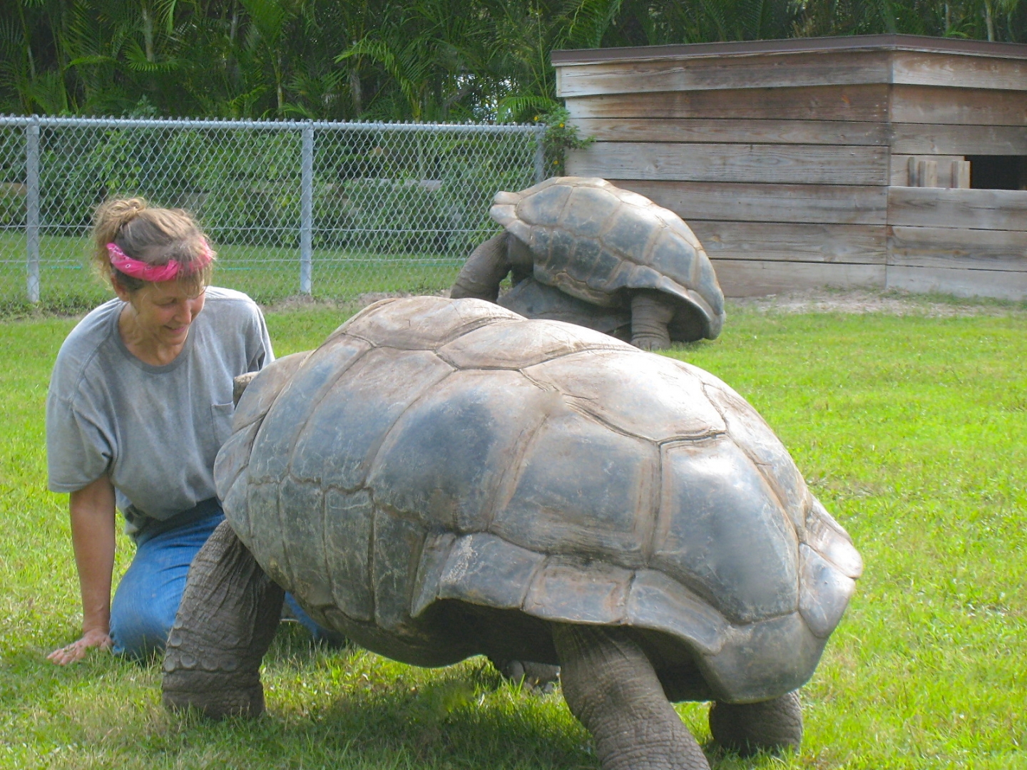 ALDABRA BREEDER