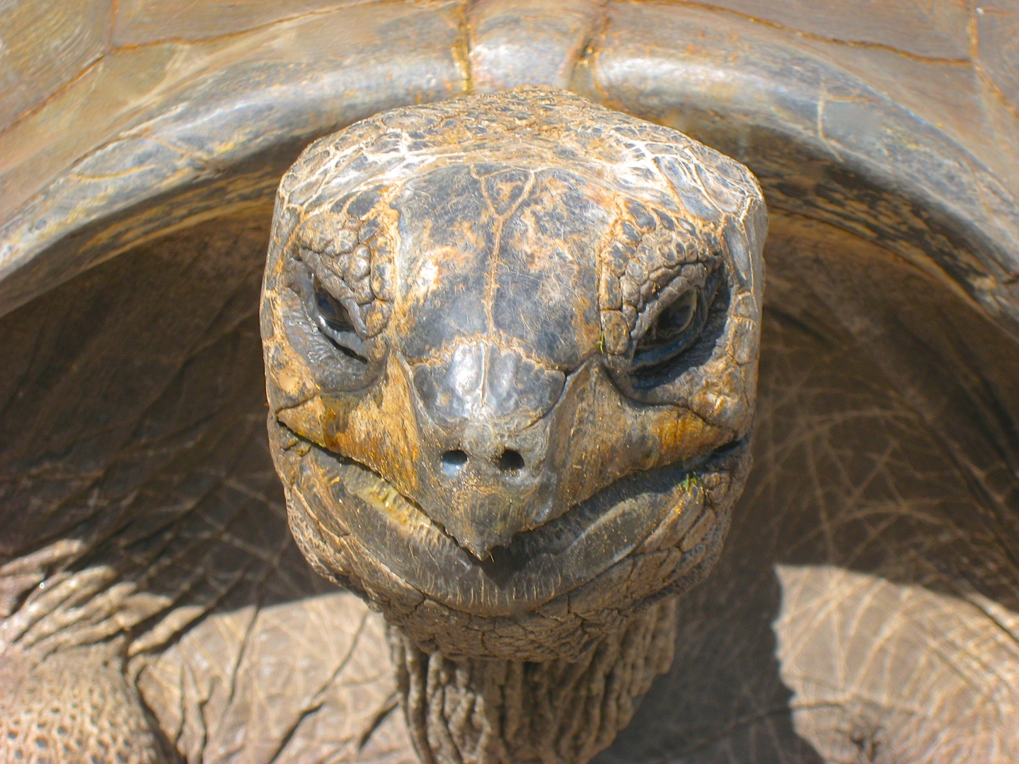 ALDABRA BREEDER
