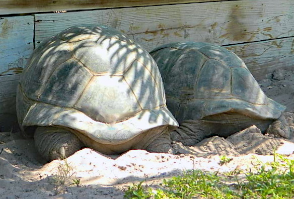 ALDABRA BREEDER