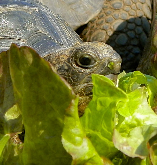 ALDABRA BREEDER