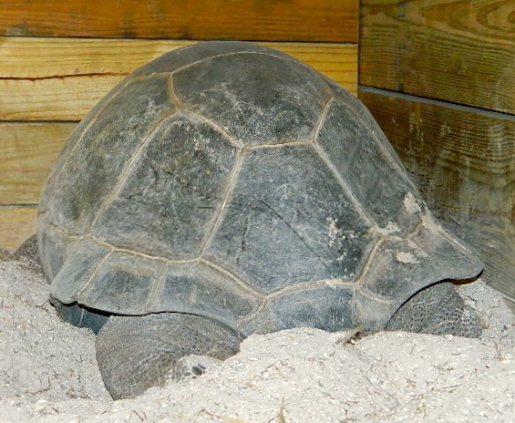 ALDABRA BREEDER