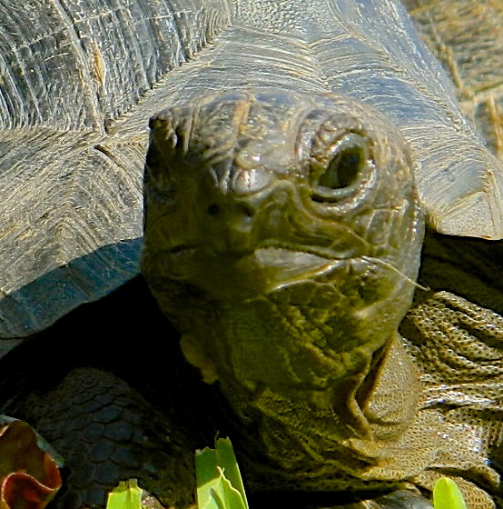 ALDABRA BREEDER