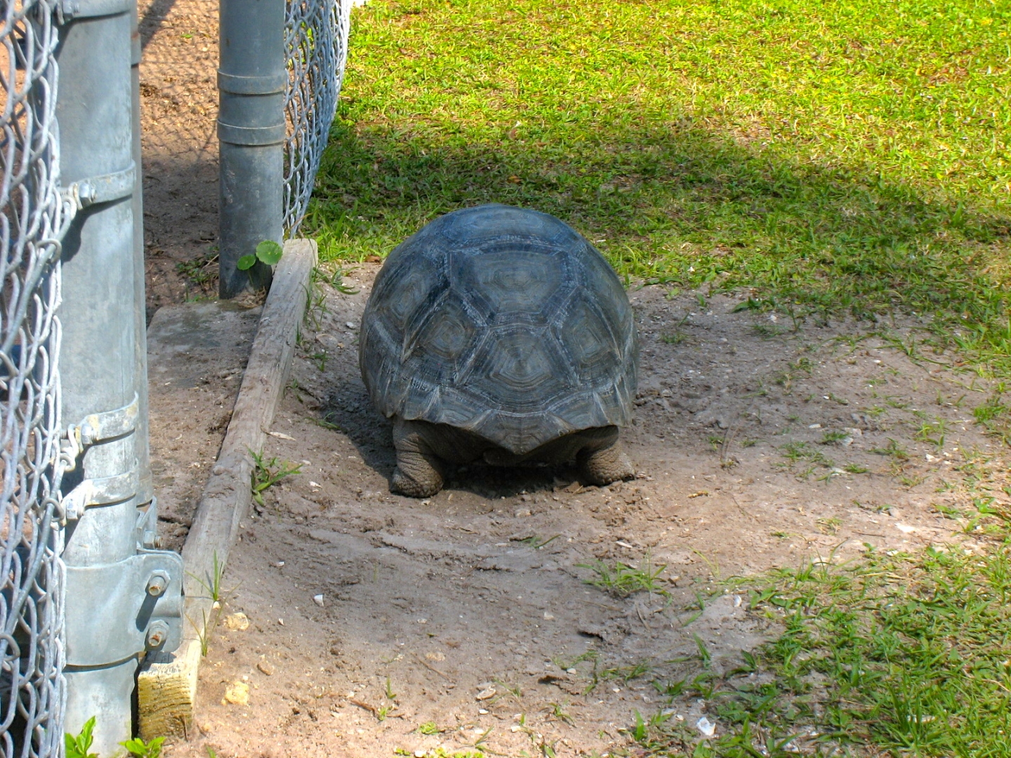 ALDABRA BREEDER