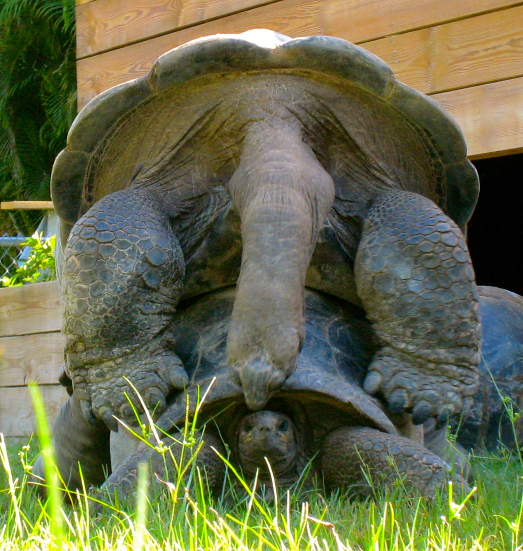 ALDABRA BREEDER