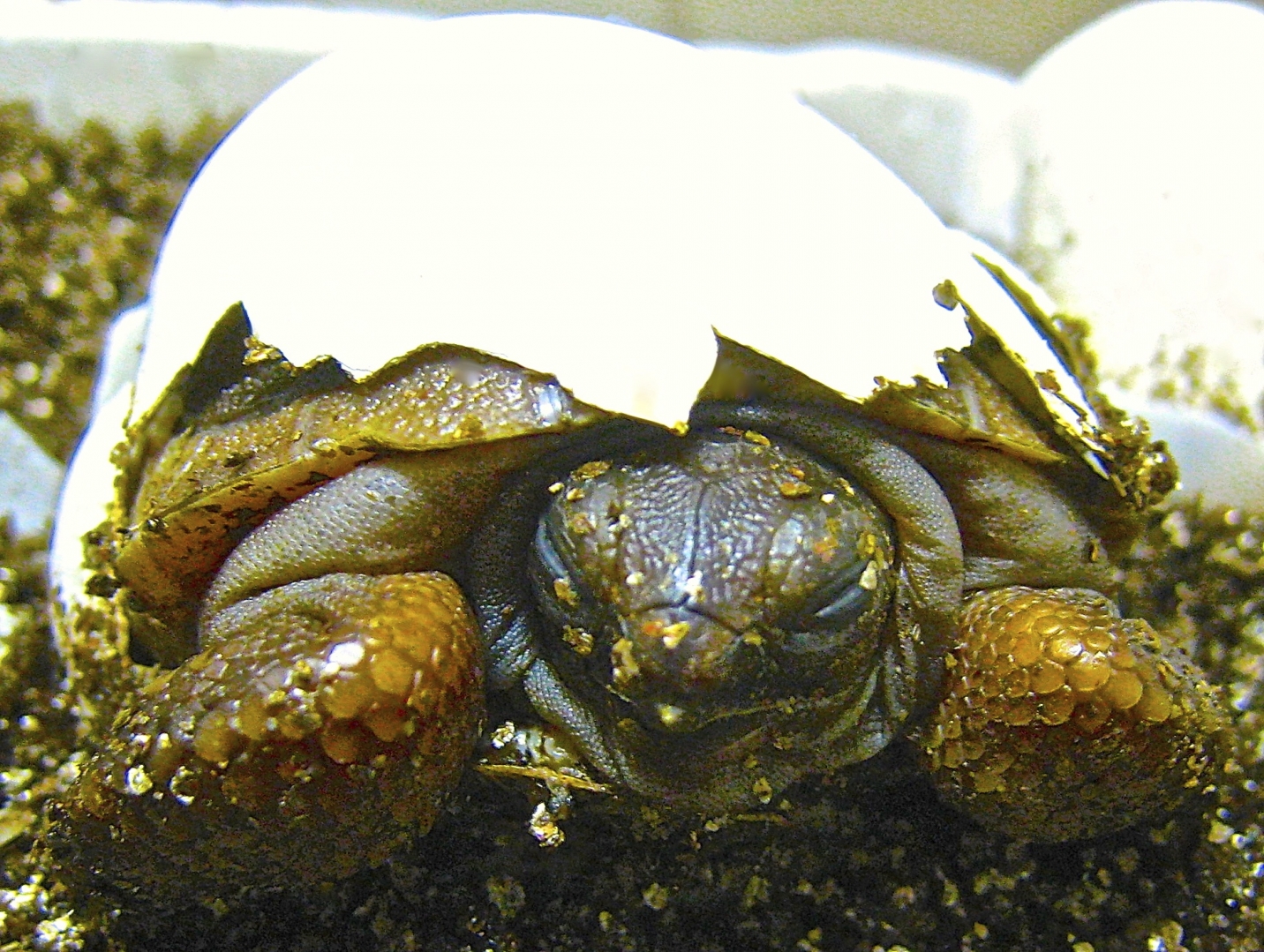 ALDABRA BREEDER