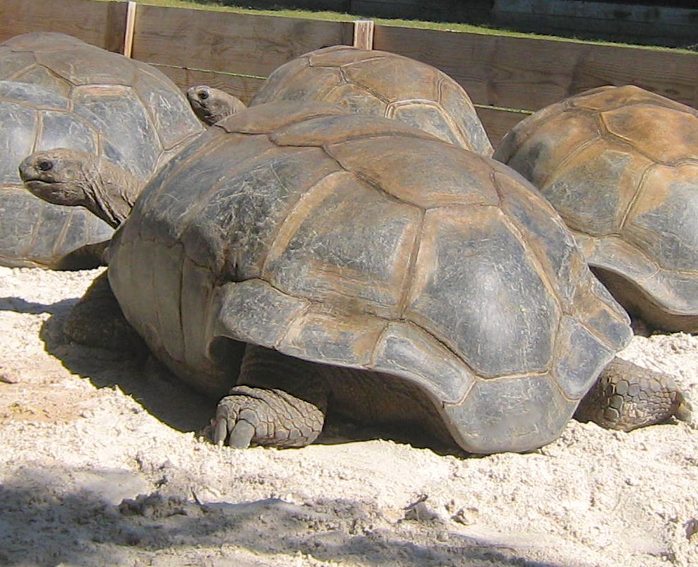 ALDABRA BREEDER