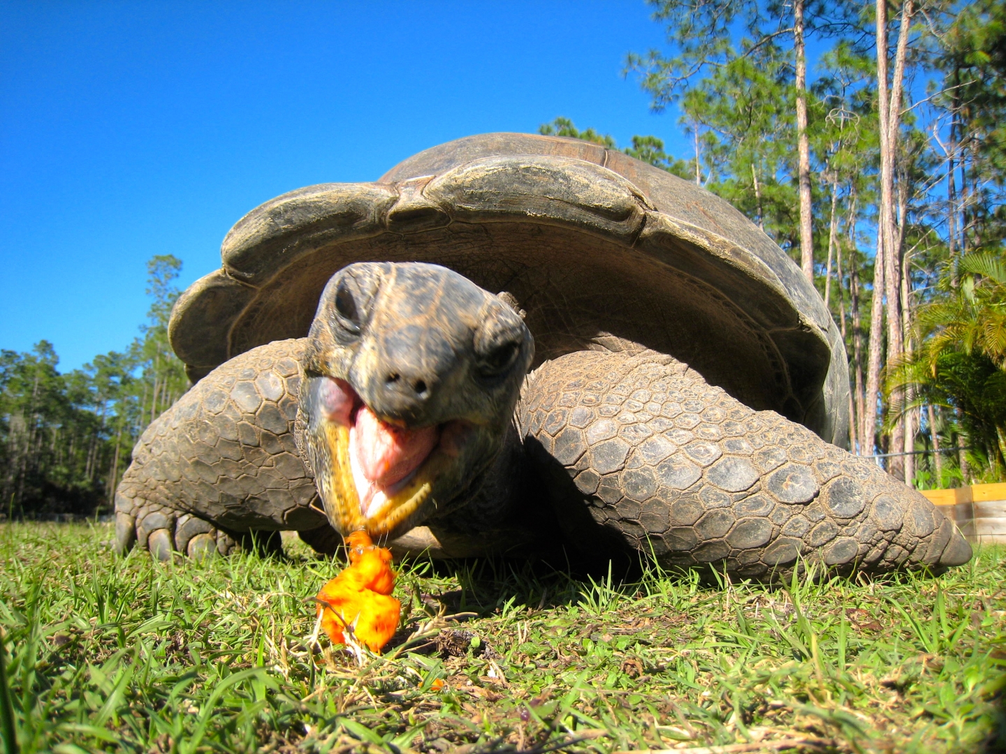 ALDABRA BREEDER