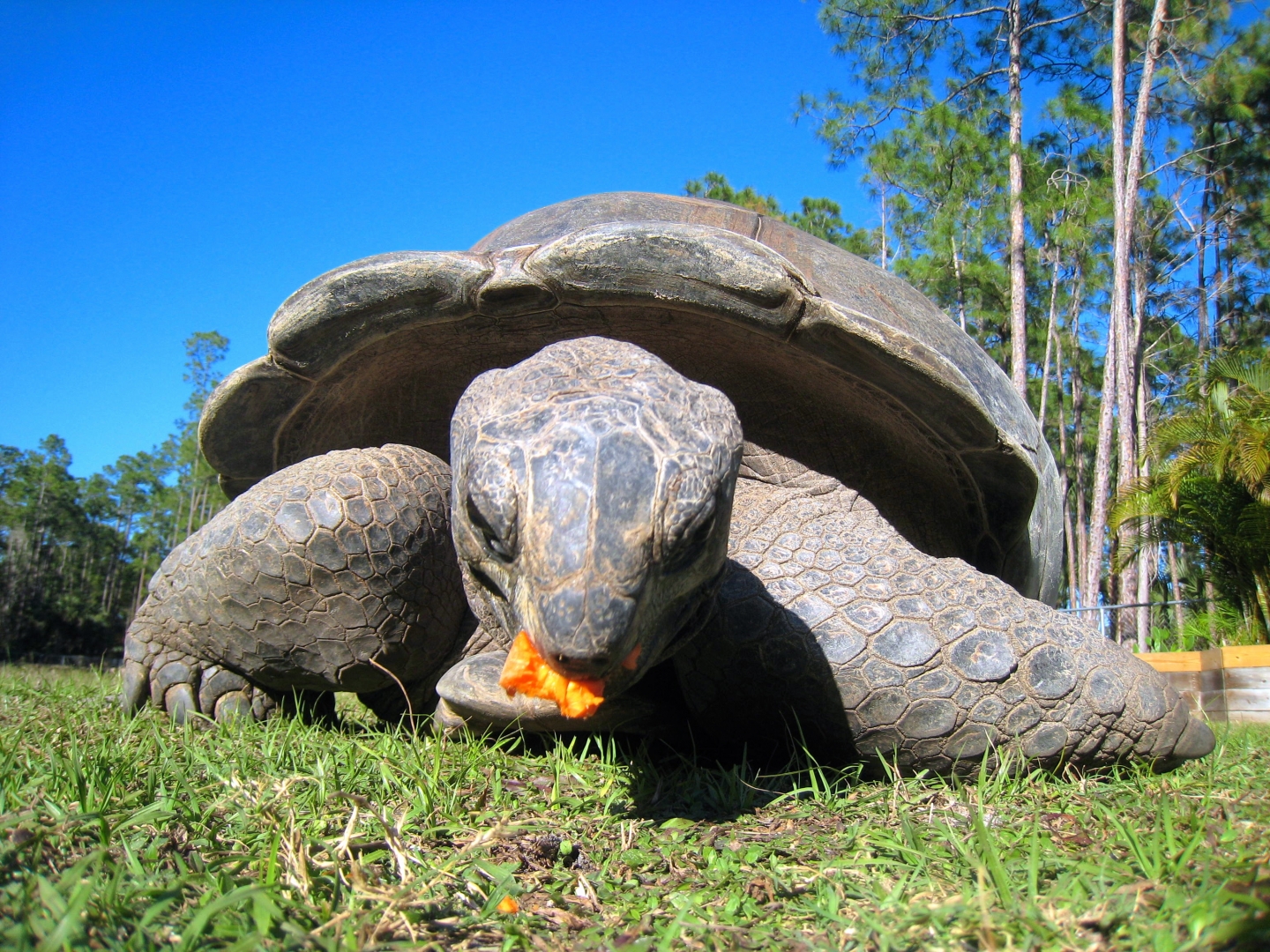 ALDABRA BREEDER