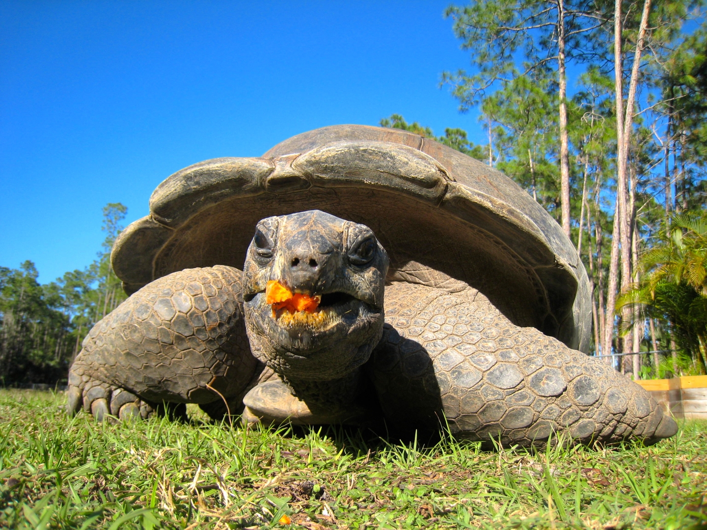 ALDABRA BREEDER