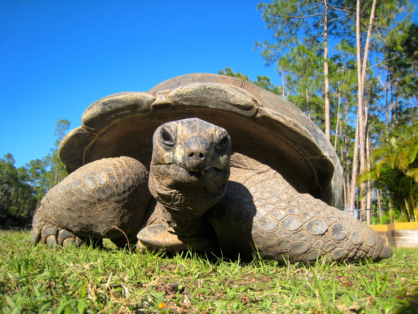 ALDABRA BREEDER