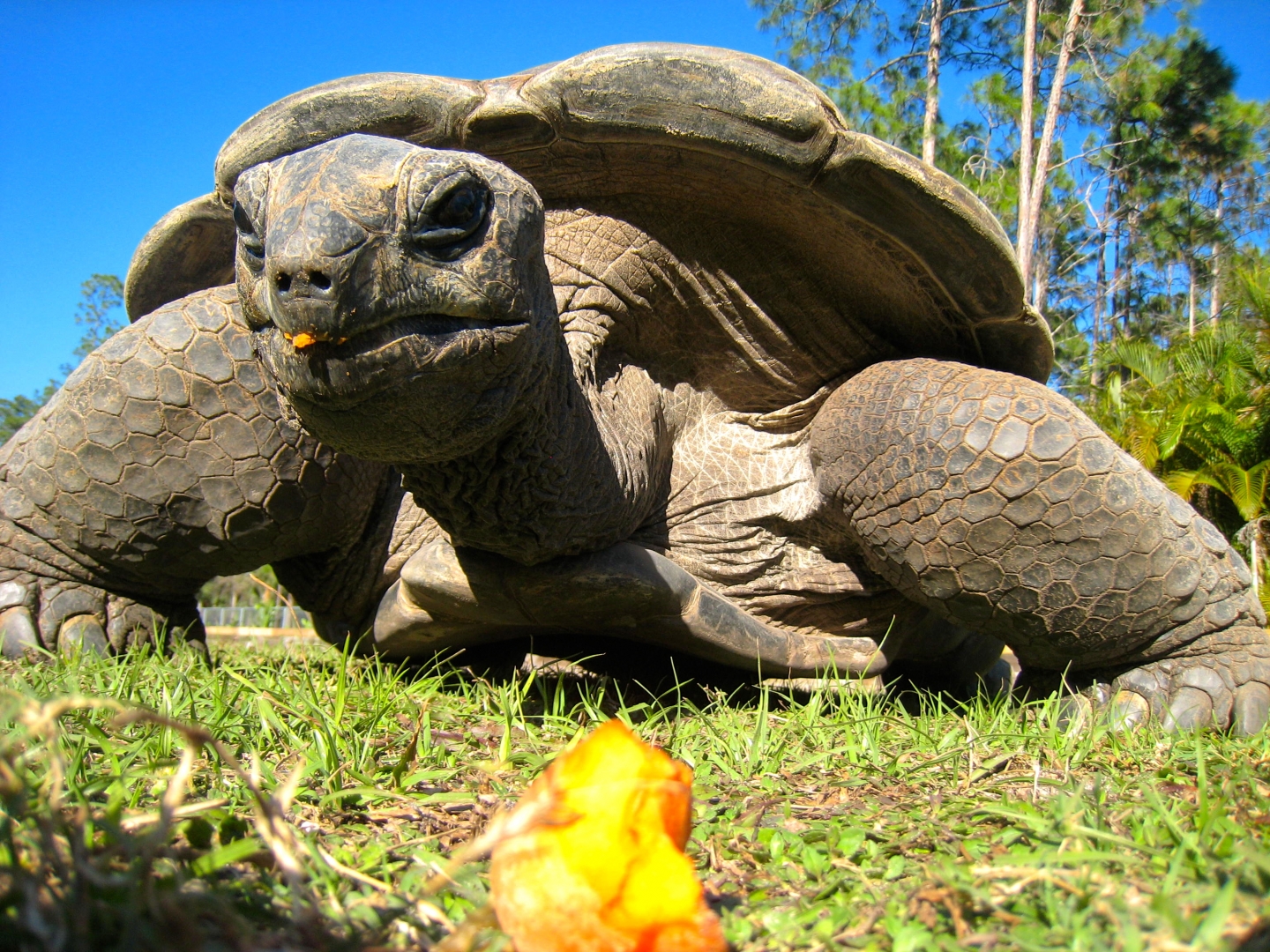 ALDABRA BREEDER