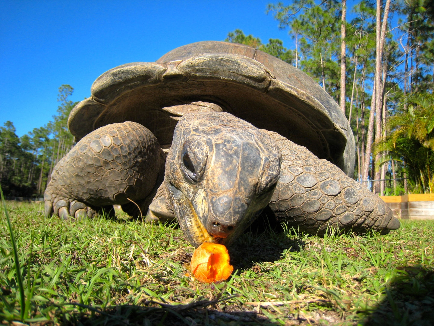 ALDABRA BREEDER