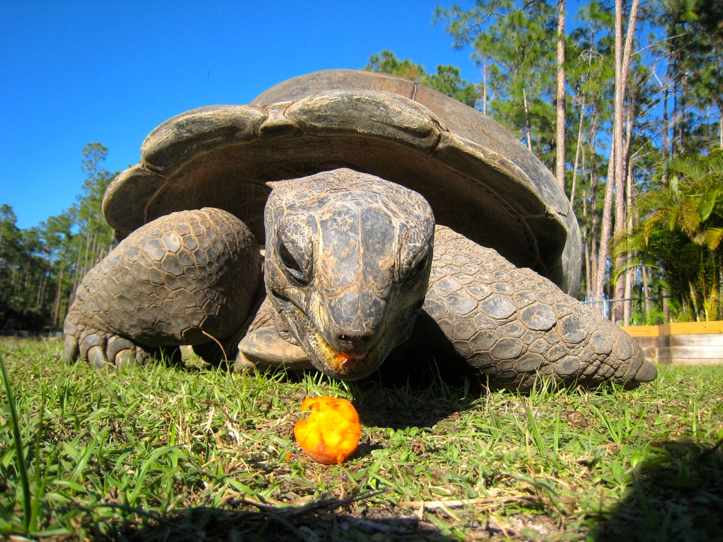 ALDABRA BREEDER