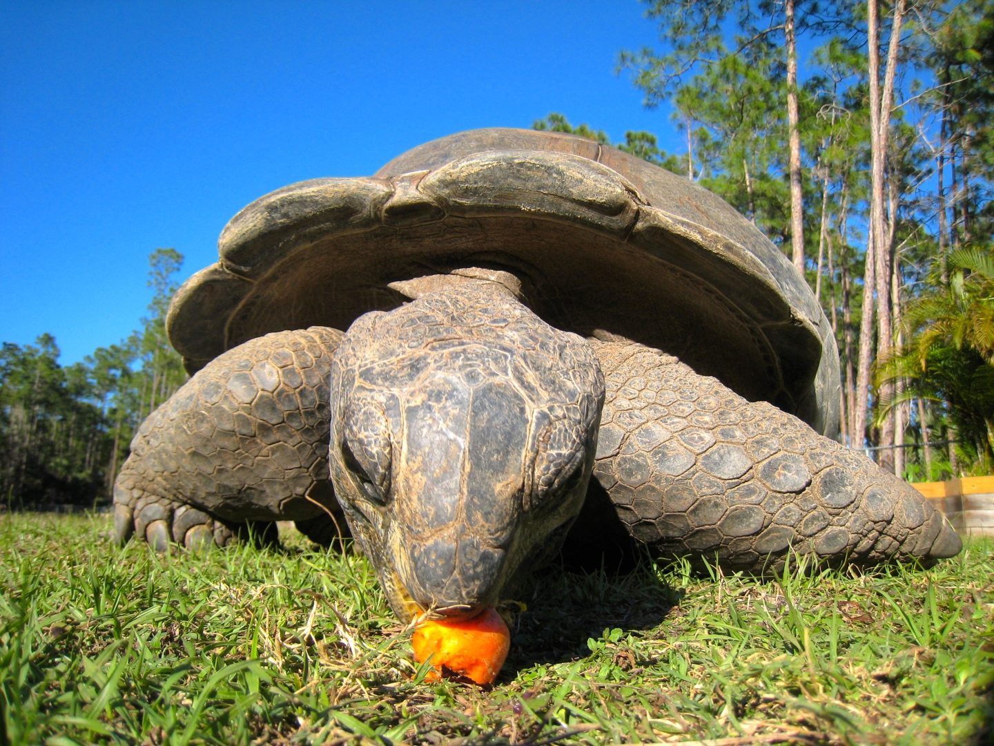 ALDABRA BREEDER