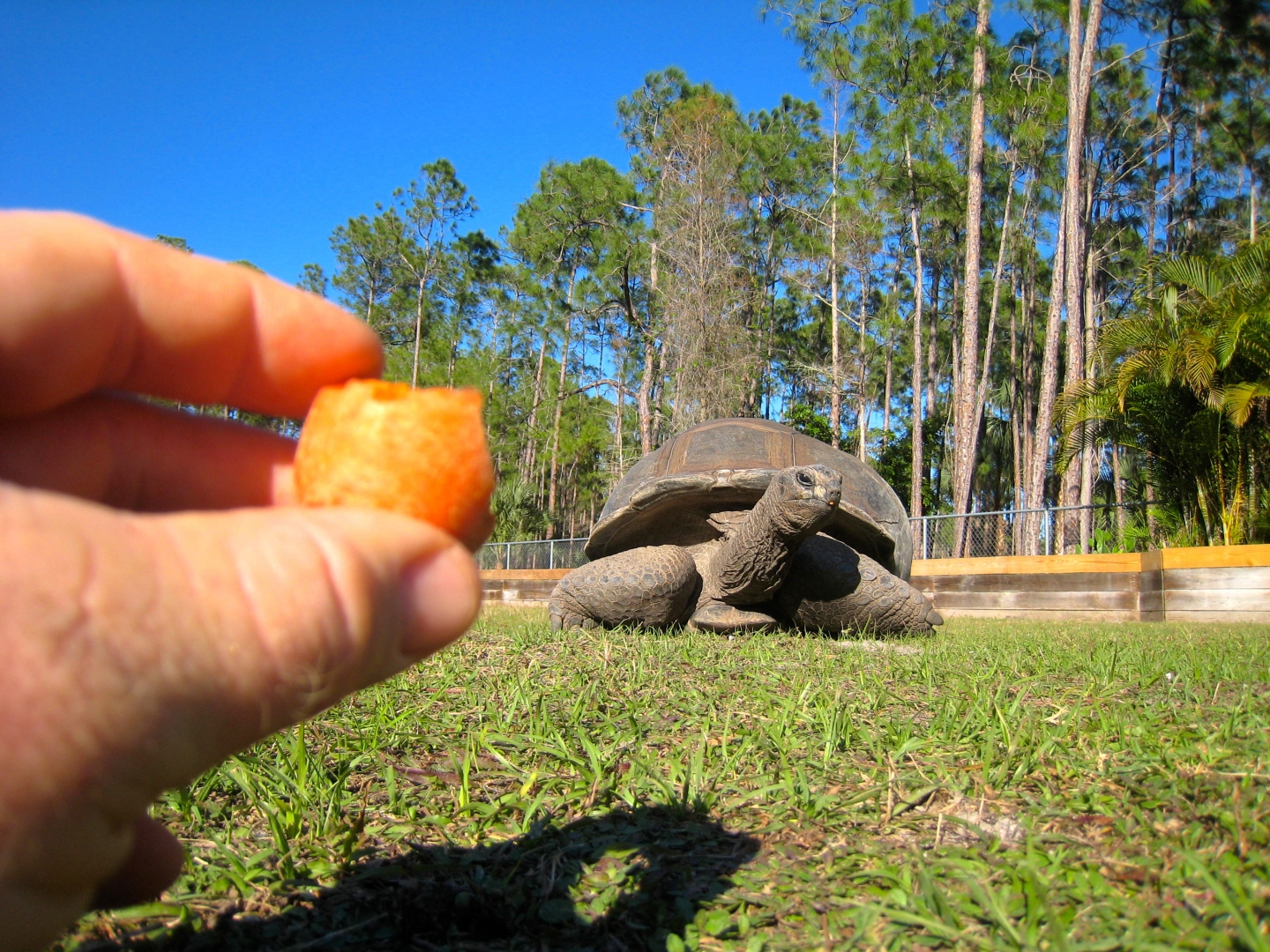 ALDABRA BREEDER
