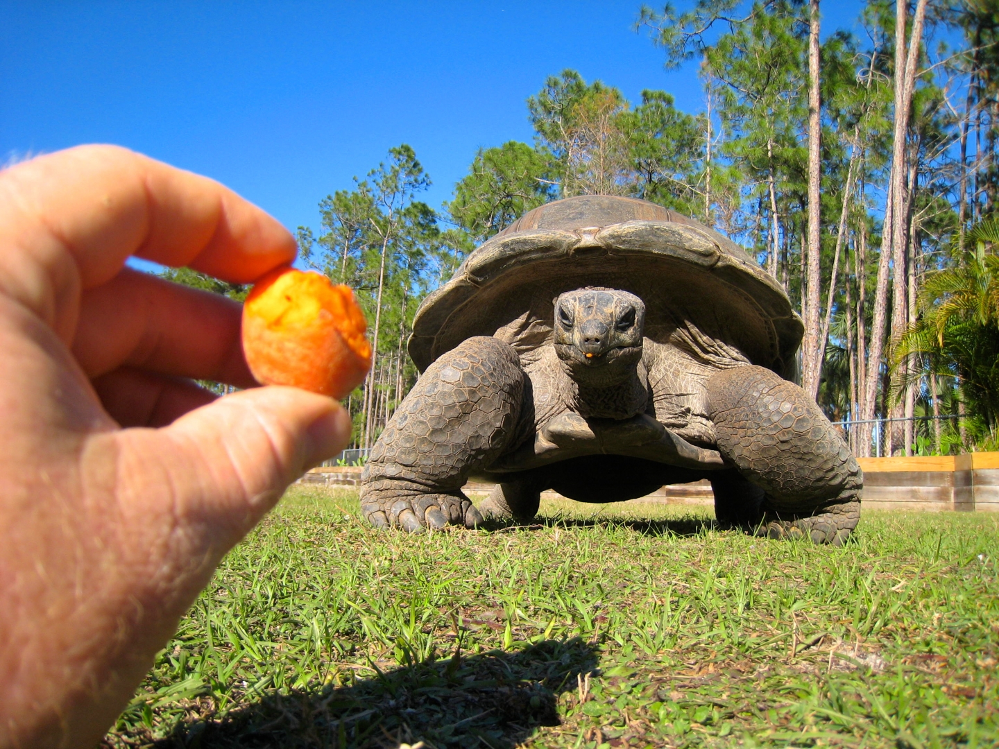 ALDABRA BREEDER