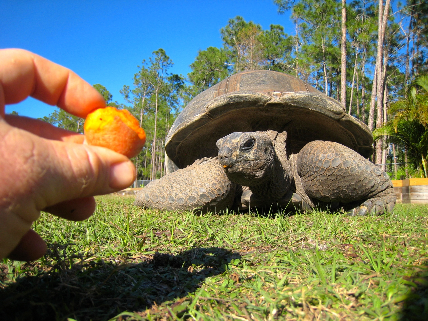 ALDABRA BREEDER