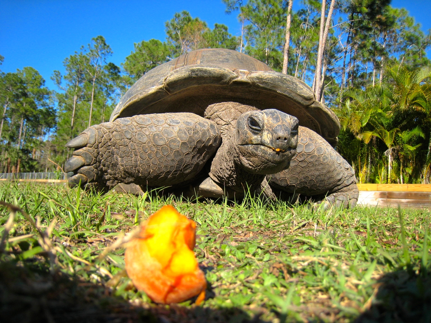 ALDABRA BREEDER