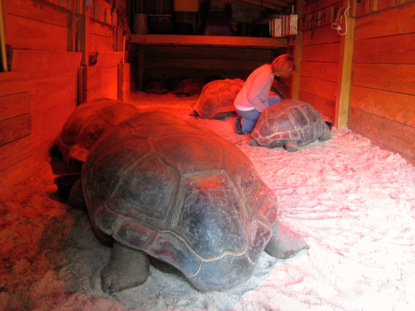 ALDABRA BREEDER