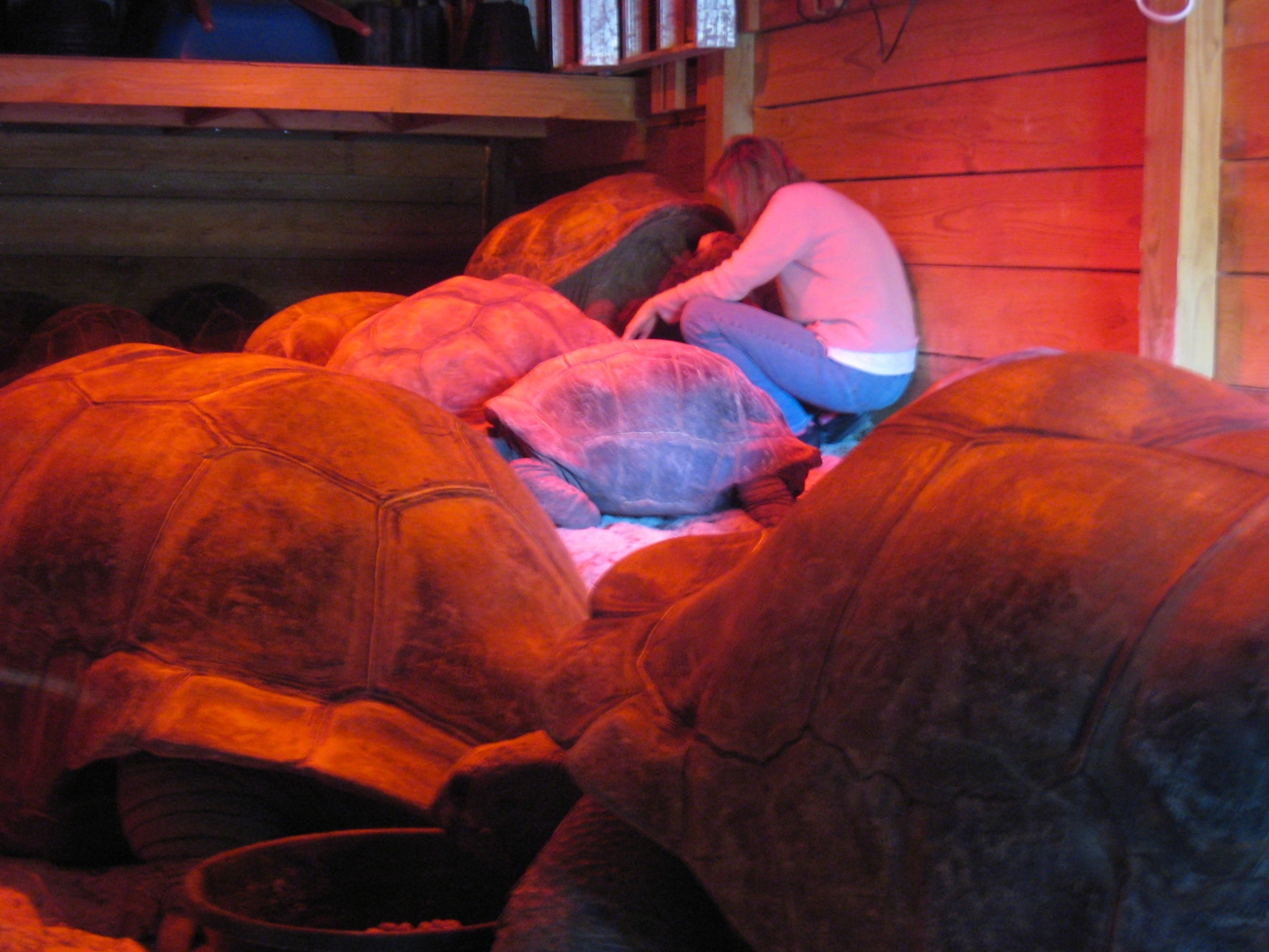 ALDABRA BREEDER