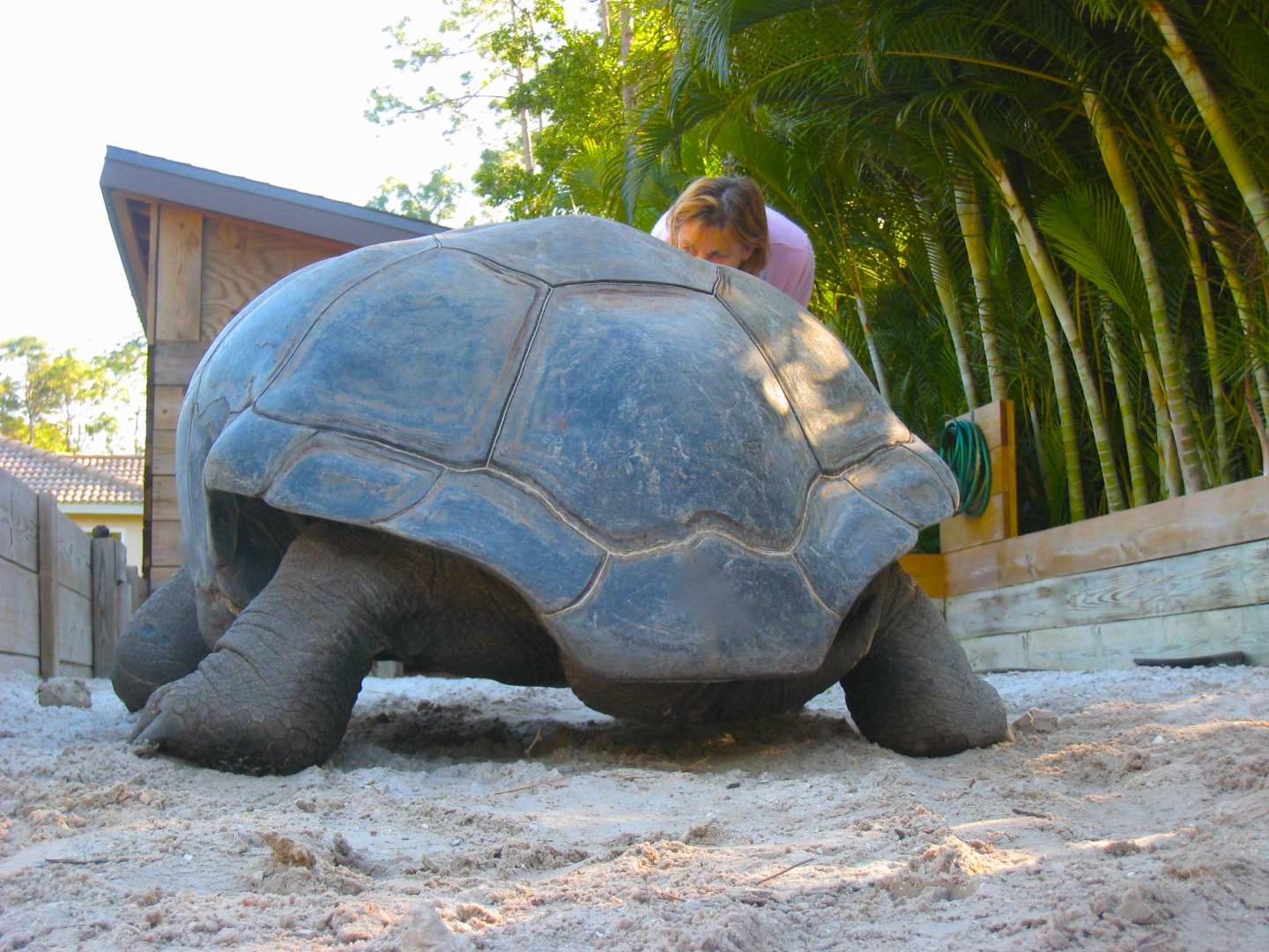 ALDABRA BREEDER
