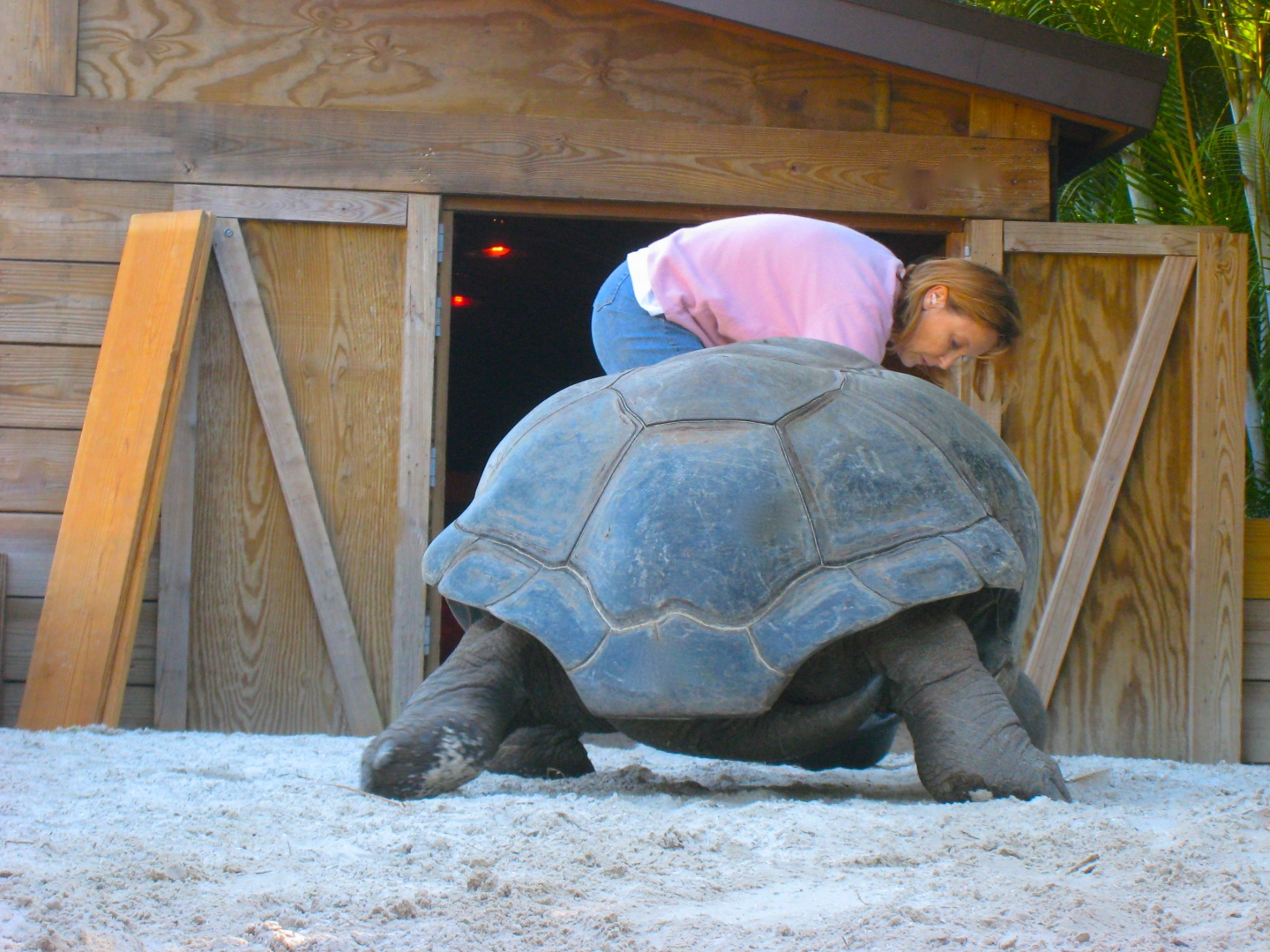 ALDABRA BREEDER