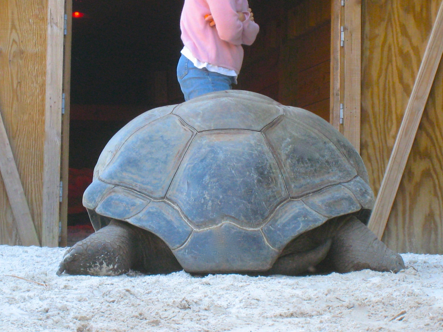 ALDABRA BREEDER