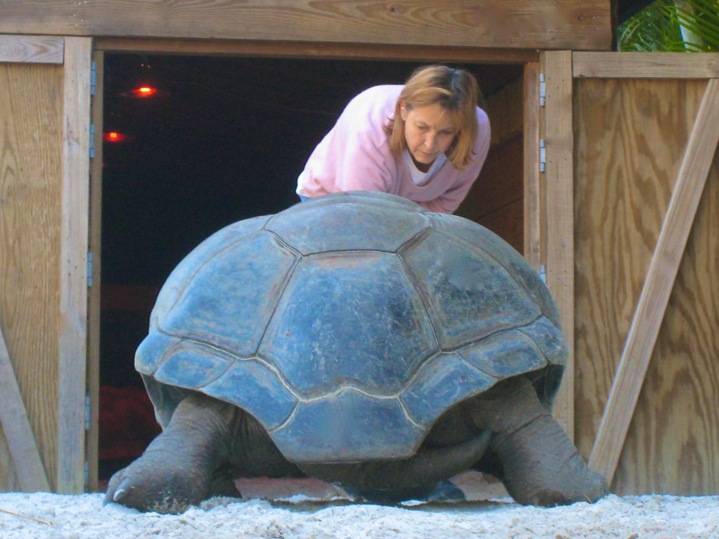 ALDABRA BREEDER