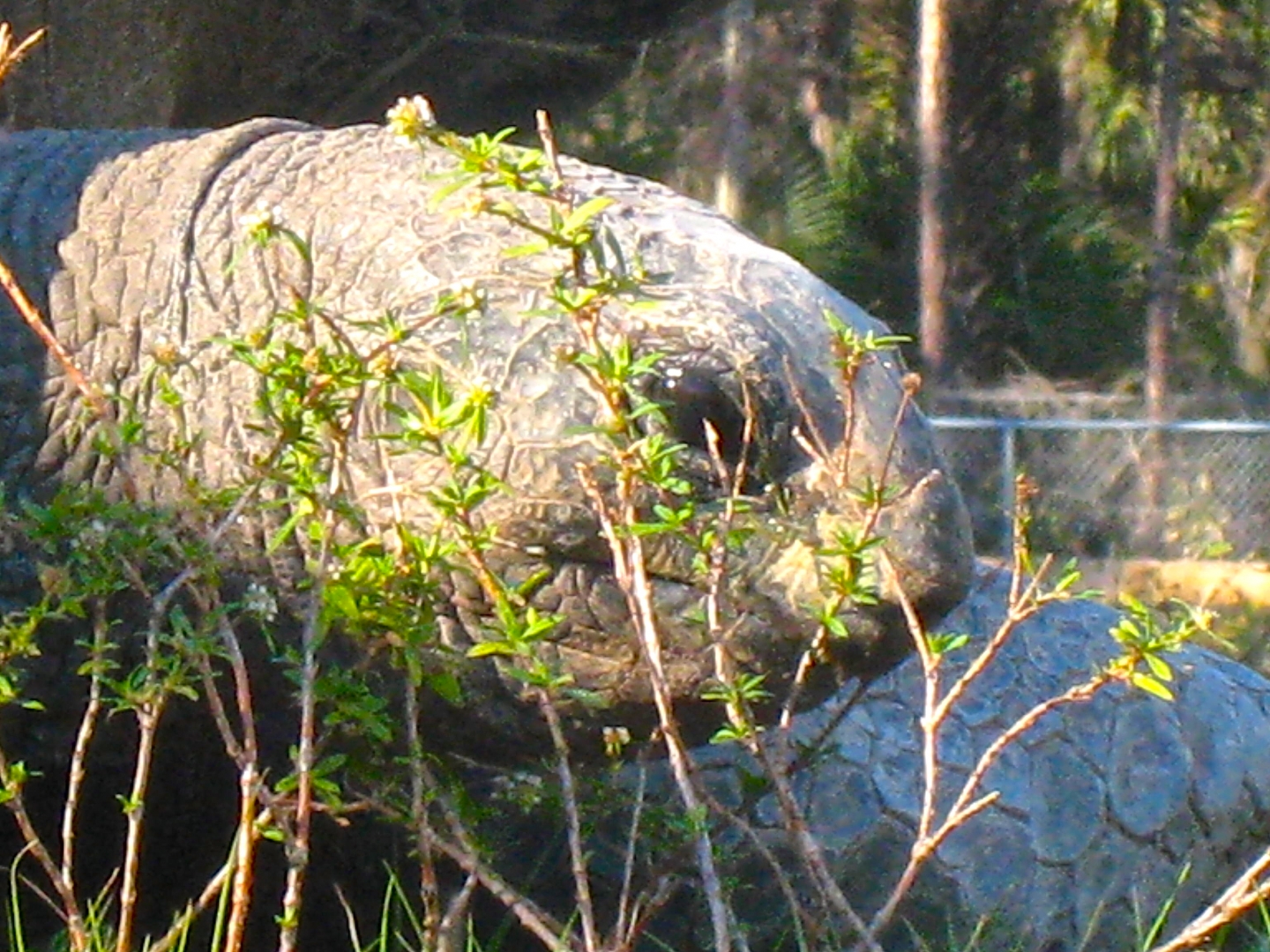 ALDABRA BREEDER