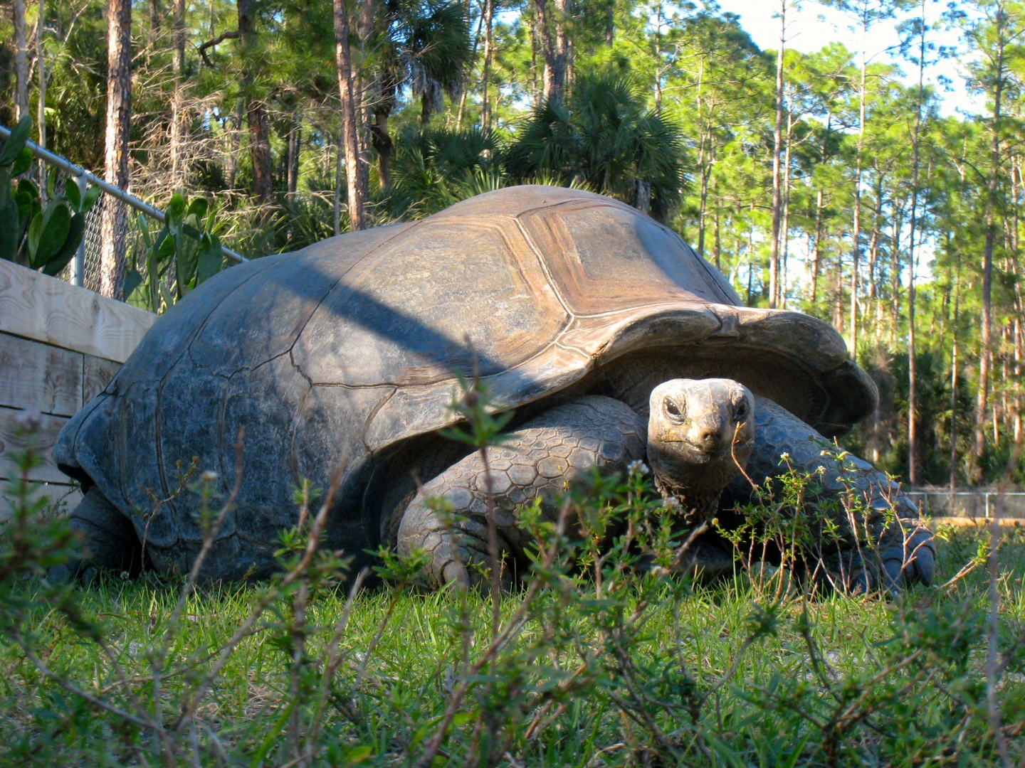 ALDABRA BREEDER