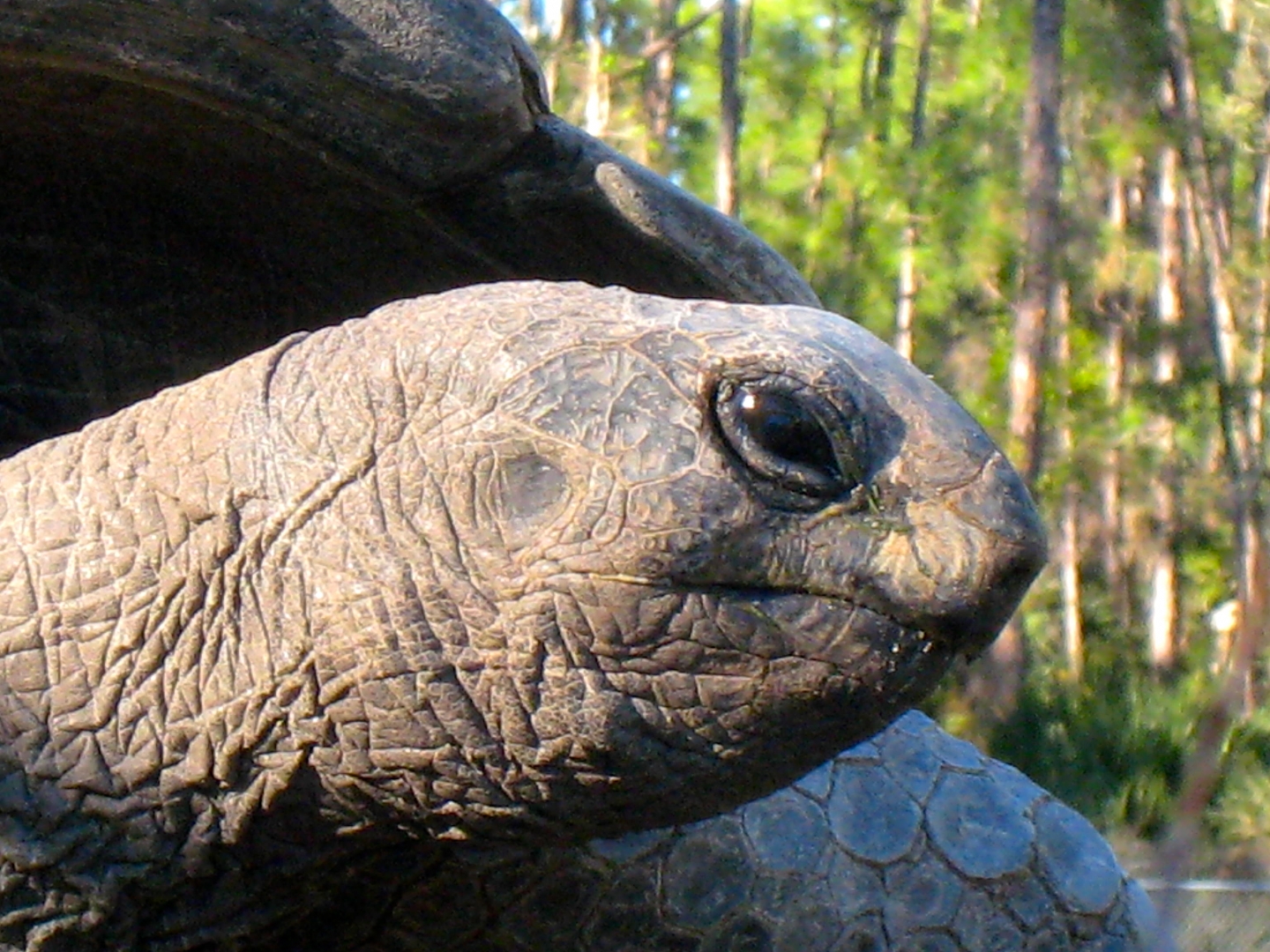 ALDABRA BREEDER