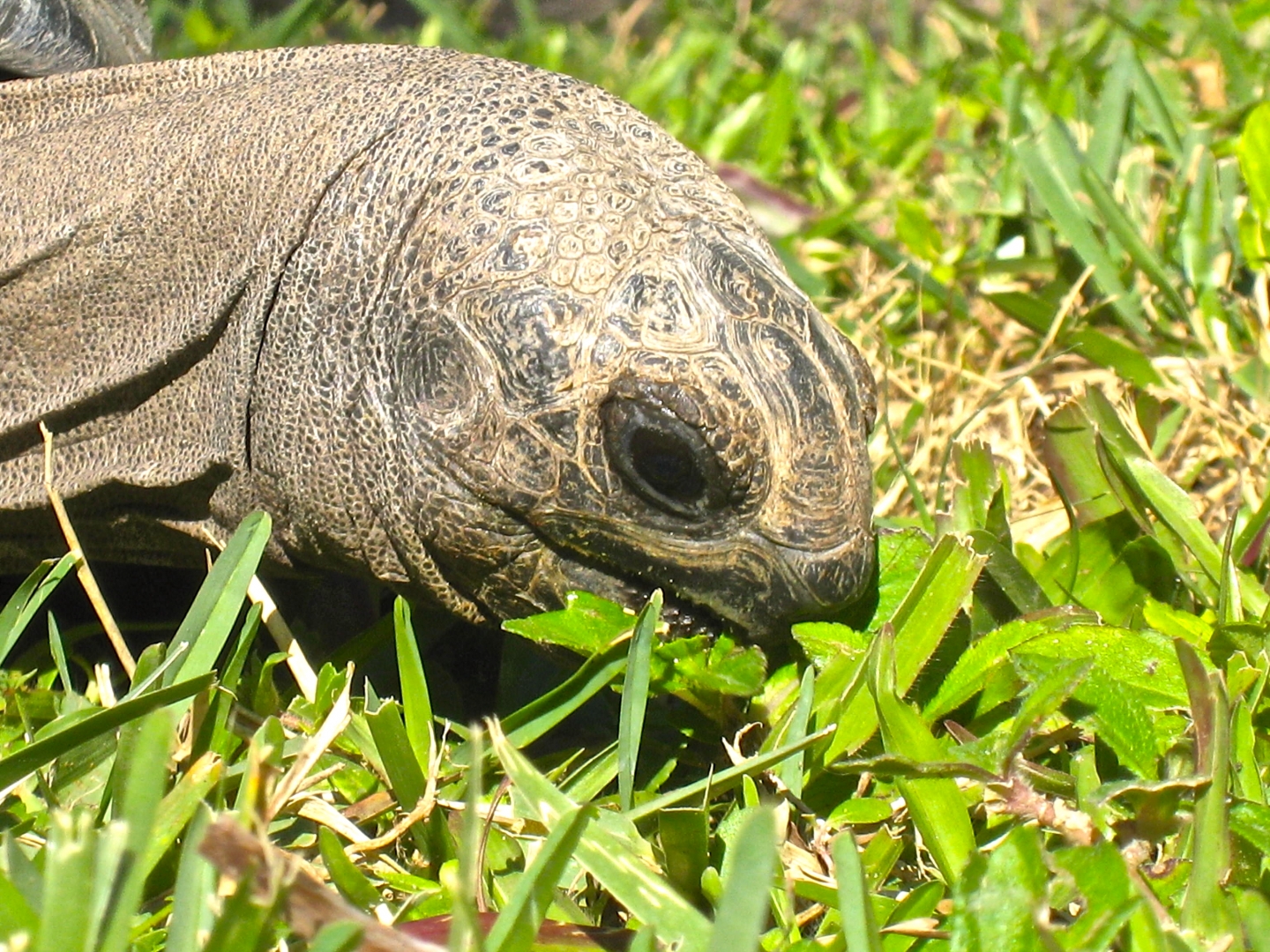 ALDABRA BREEDER