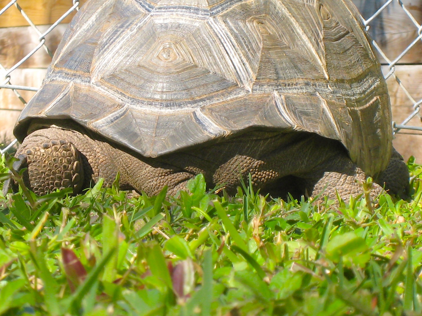 ALDABRA BREEDER