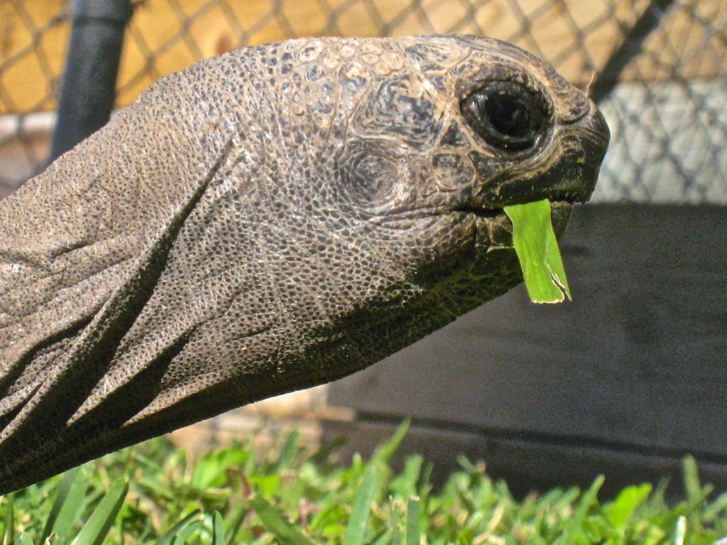 ALDABRA BREEDER