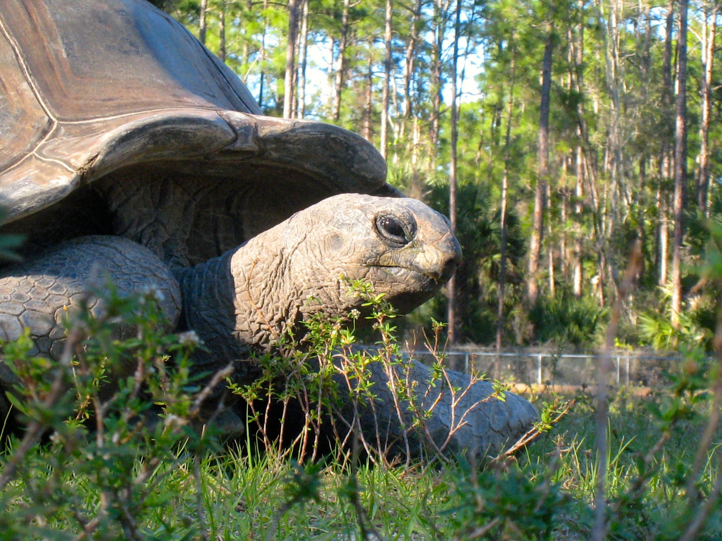 ALDABRA BREEDER