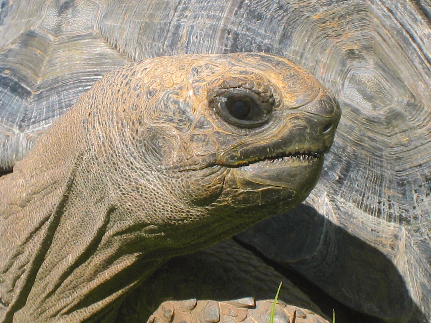 ALDABRA BREEDER