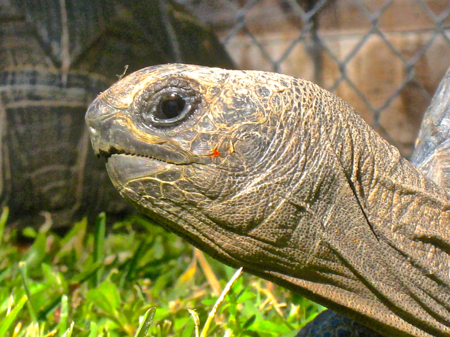 ALDABRA BREEDER