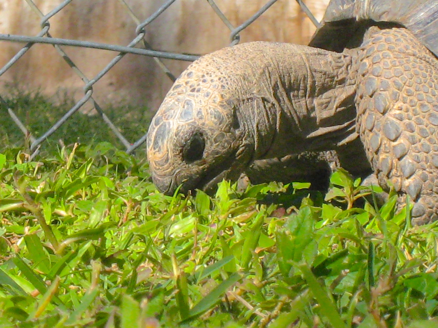 ALDABRA BREEDER