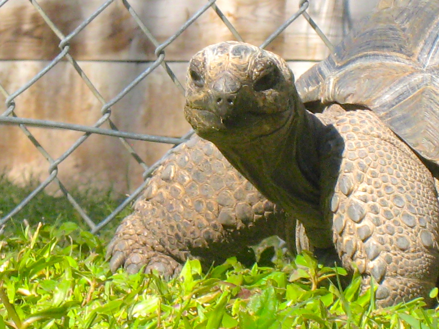 ALDABRA BREEDER