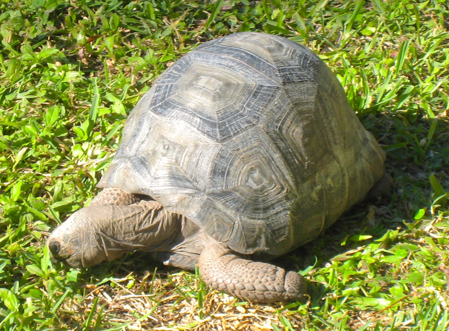 ALDABRA BREEDER